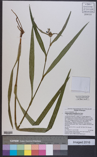 Tradescantia subaspera image