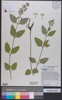 Scutellaria elliptica var. elliptica image