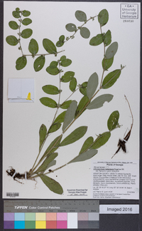 Lithospermum tuberosum image