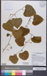 Smilax bona-nox image