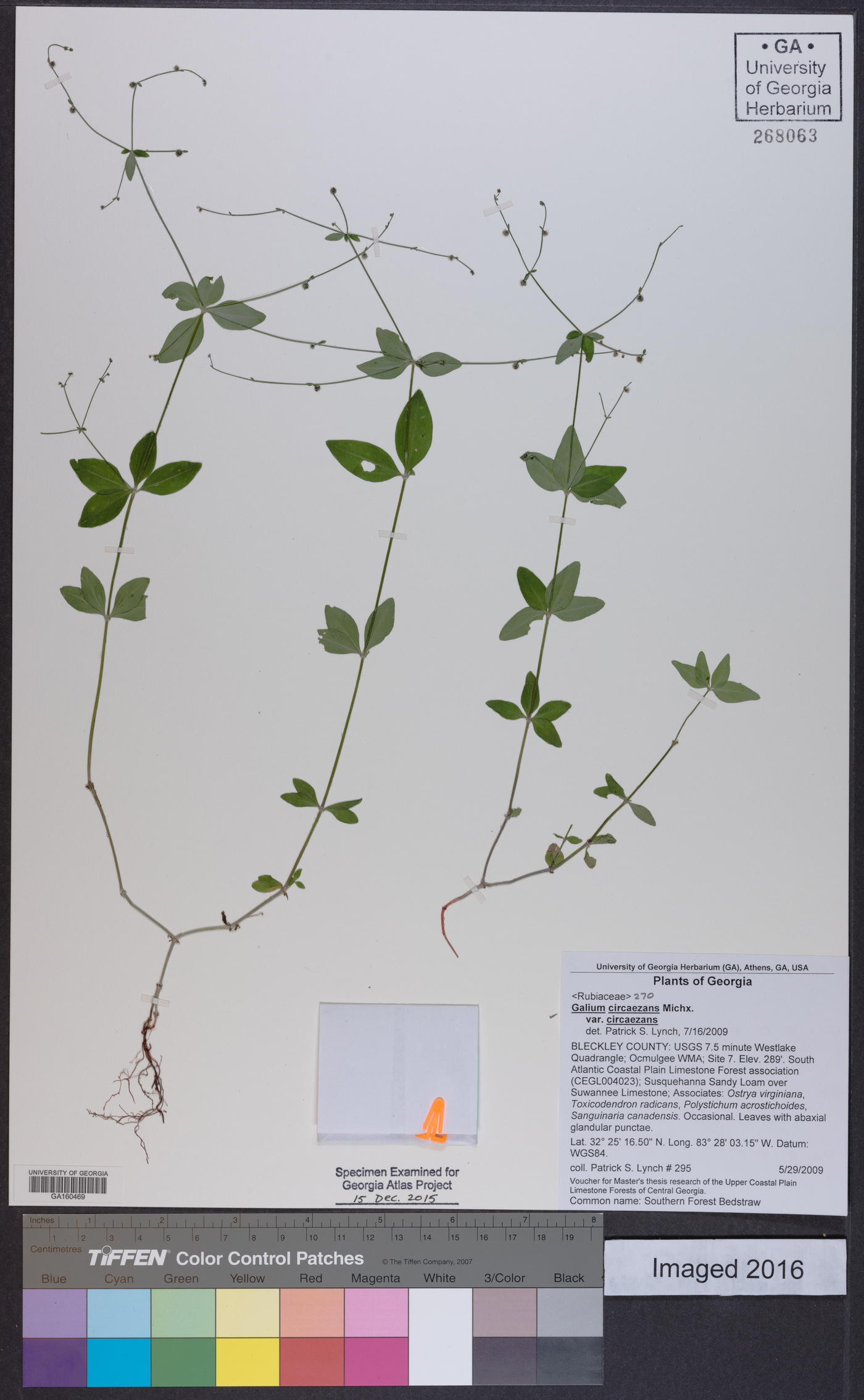 Galium circaezans var. circaezans image