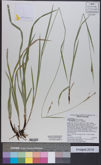 Carex oxylepis image