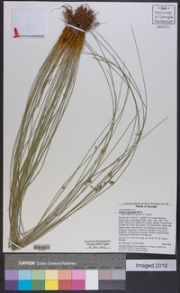 Juncus coriaceus image