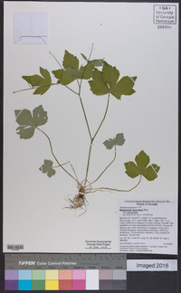 Ranunculus recurvatus var. recurvatus image