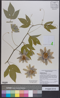 Passiflora incarnata image