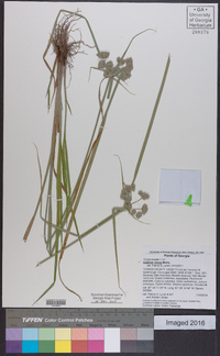 Cyperus virens image