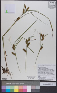 Carex aureolensis image