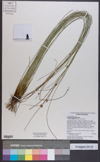 Juncus coriaceus image