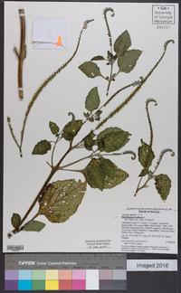 Heliotropium indicum image