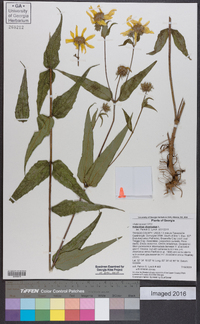 Helianthus divaricatus image