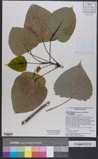 Populus deltoides subsp. deltoides image