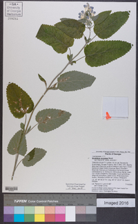 Scutellaria ocmulgee image