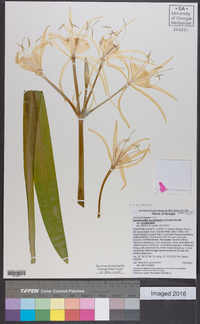 Hymenocallis occidentalis image