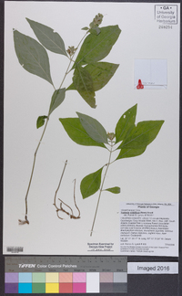 Yeatesia viridiflora image