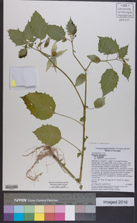 Physalis angulata image