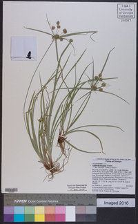 Cyperus retrorsus image