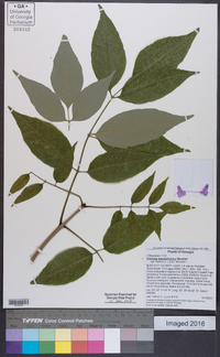 Fraxinus biltmoreana image