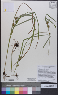 Carex aureolensis image