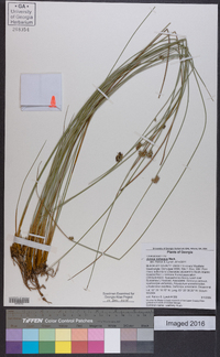 Juncus coriaceus image