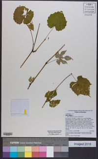 Vitis vulpina image