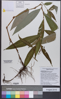 Polygonum setaceum image