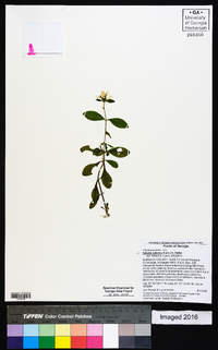 Sabatia calycina image