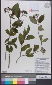 Cornus asperifolia image