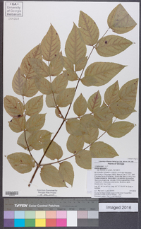 Aralia spinosa image