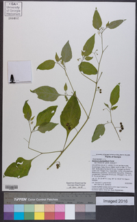 Solanum ptychanthum image