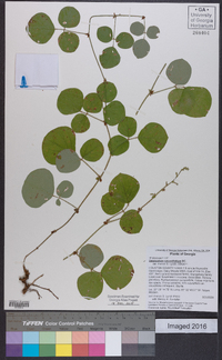 Desmodium rotundifolium image