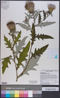 Cirsium altissimum image