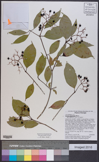 Cornus asperifolia image