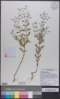 Trichostema dichotomum image