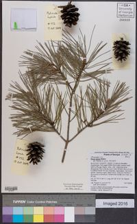 Pinus glabra image