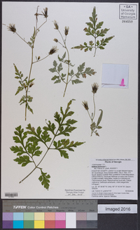 Bidens bipinnata image