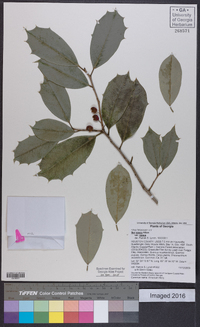 Ilex opaca var. opaca image