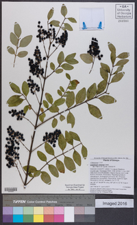 Ligustrum sinense image