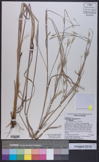 Andropogon ternarius var. ternarius image