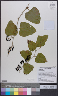 Smilax bona-nox image