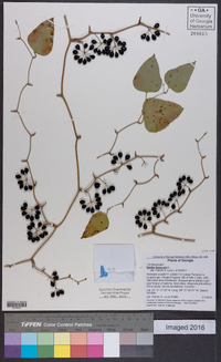 Smilax bona-nox image