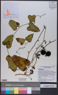 Smilax bona-nox image