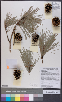 Pinus echinata image