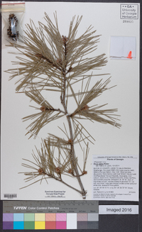 Pinus glabra image