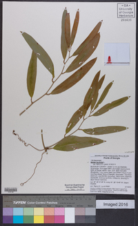 Smilax laurifolia image