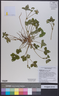 Potentilla indica image