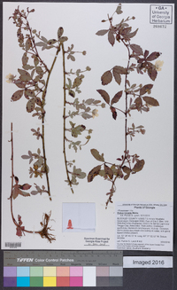 Rubus trivialis image