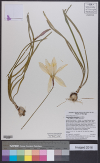 Zephyranthes atamasca image