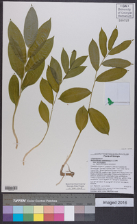 Maianthemum racemosum subsp. racemosum image