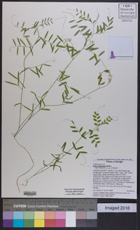 Vicia caroliniana image