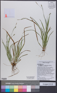 Carex digitalis var. floridana image